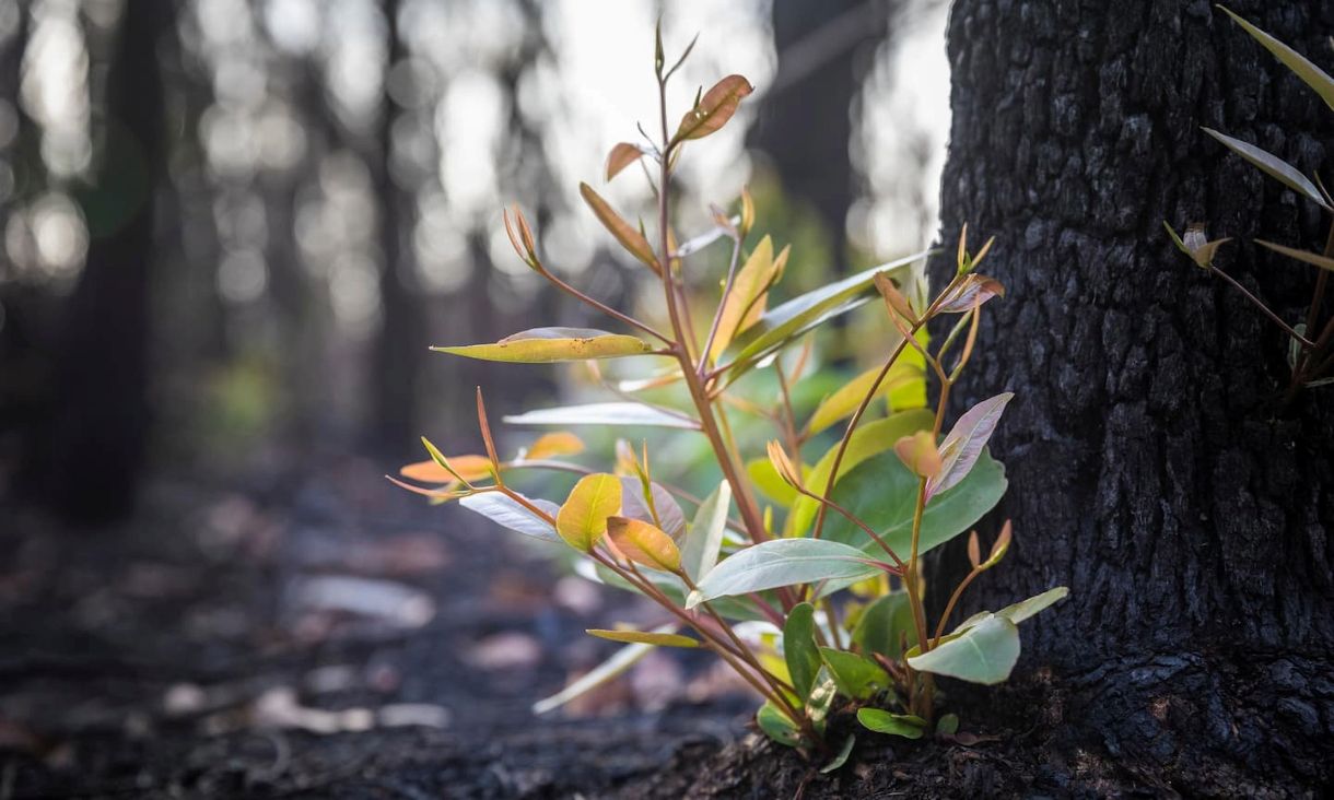 bushfire regrowth